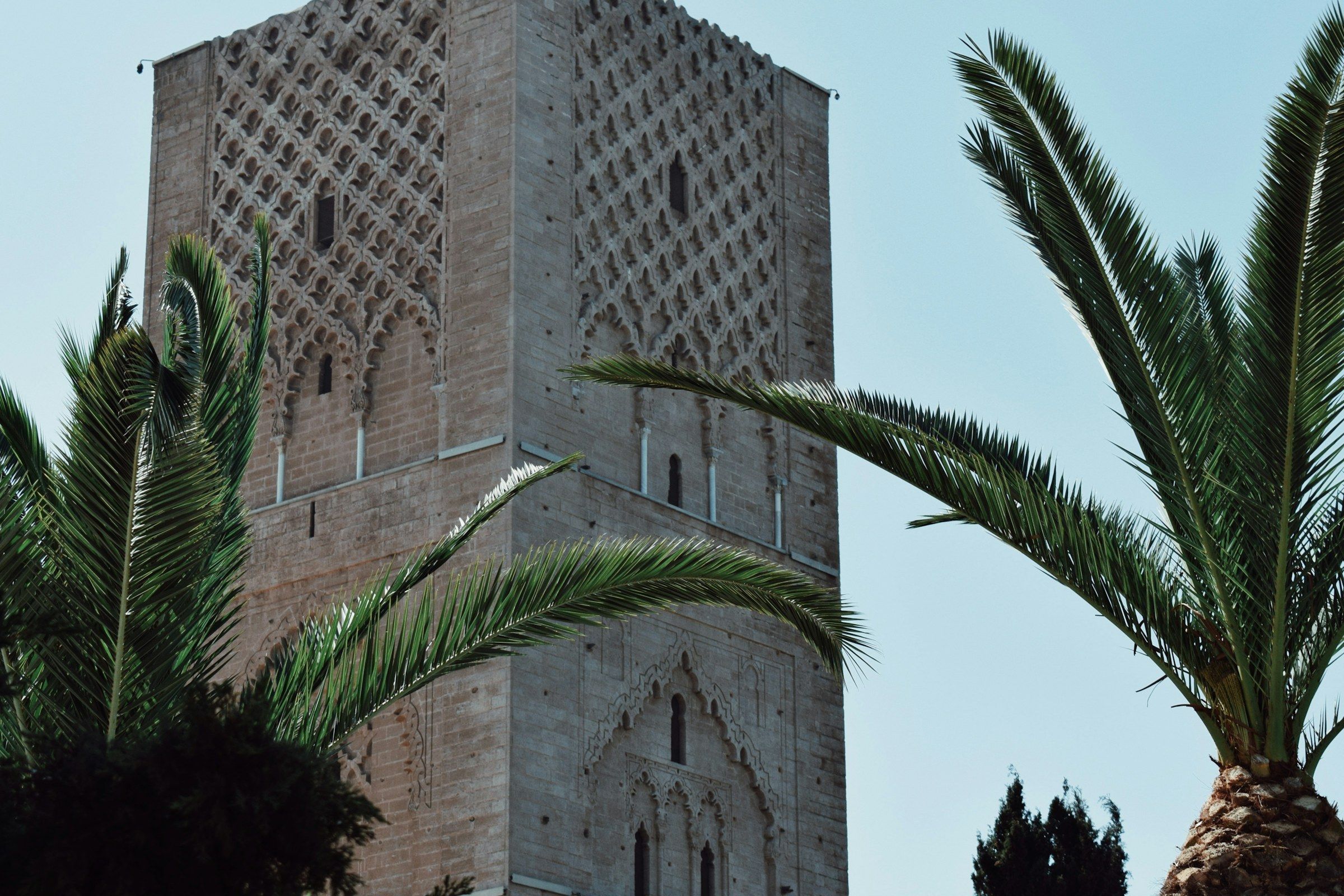 La tour Hassan à Rabat, entre les palmiers